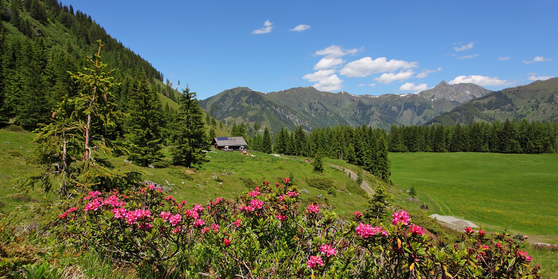 Wanderung im Sommerurlaub im Großarltal, dem Tal der Almen durch blühenden Almrausch